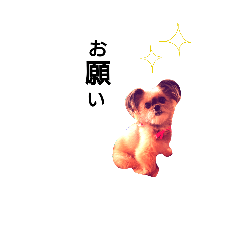 [LINEスタンプ] くまたそスタンプ