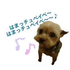 [LINEスタンプ] ヨークシャテリアのゴエモン君