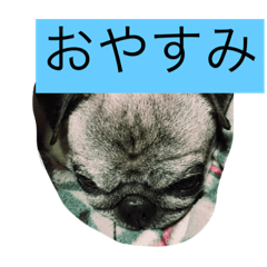 [LINEスタンプ] ウィンの日常