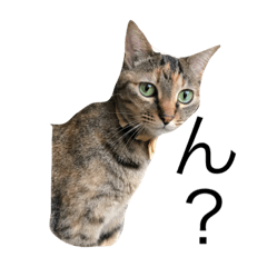 [LINEスタンプ] 上からニャンコ