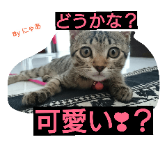 [LINEスタンプ] リアル にゃあ