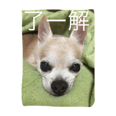 [LINEスタンプ] とみの日常