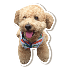 [LINEスタンプ] 可愛いtoy-poodle