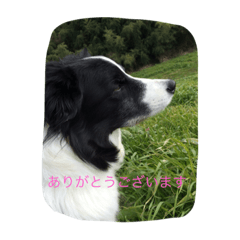 [LINEスタンプ] かいとりん2