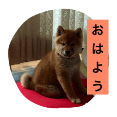 [LINEスタンプ] 幸太郎のスタンプ