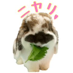 [LINEスタンプ] たれ耳うさぎのもふお君【第2弾】