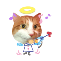 [LINEスタンプ] 悪魔と天使のメインクーン