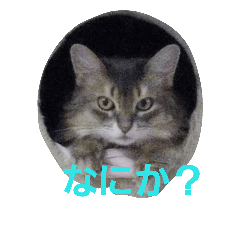 [LINEスタンプ] ソマリの日常
