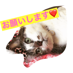[LINEスタンプ] 大人のスカルちゃんとマニチョコちゃん