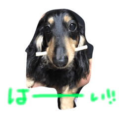 [LINEスタンプ] 愛犬ライト