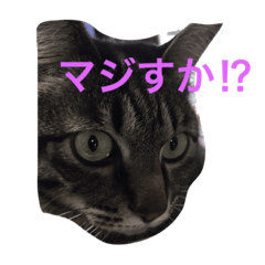 [LINEスタンプ] キジ猫キタローの日常
