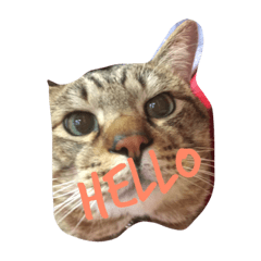 [LINEスタンプ] 猫猫猫猫猫