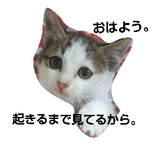[LINEスタンプ] 僕、子ねこのロック