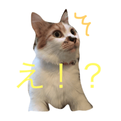[LINEスタンプ] 猫ちゃんたち