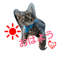 [LINEスタンプ] にゃんこソラ！