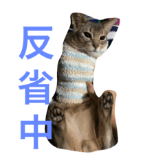 [LINEスタンプ] 凛(アビシニアン)と雨(ベンガル猫)1