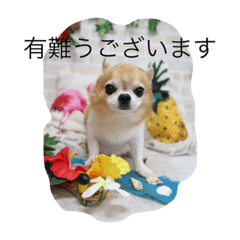 [LINEスタンプ] チワワボン子②