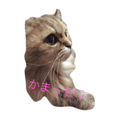 [LINEスタンプ] ねこのしょこら