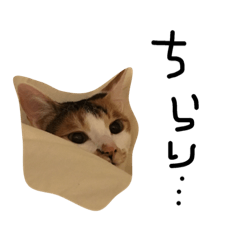 [LINEスタンプ] みらここ 〜ねこの気持ち〜