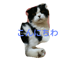 [LINEスタンプ] のんびりパンちゃん