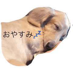[LINEスタンプ] クリームダックス