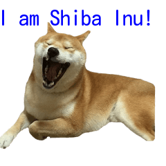 [LINEスタンプ] 柴犬はちの 俺にも喋らせろ！ 3.5.8