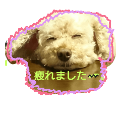 [LINEスタンプ] 犬、猫ー3