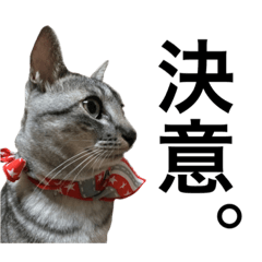 [LINEスタンプ] 将軍(猫)