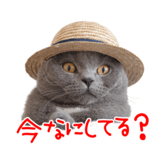 [LINEスタンプ] 猫のライカ