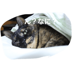 [LINEスタンプ] ねこねこずくし
