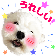 [LINEスタンプ] マルチーズのいくら