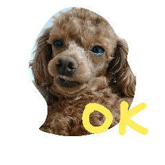 [LINEスタンプ] わたしのいぬ