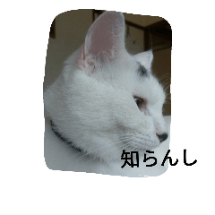 [LINEスタンプ] にゃんこ＆にゃんこ