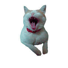 [LINEスタンプ] ねこ9