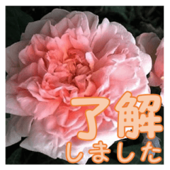 [LINEスタンプ] 薔薇の花♡ME_挨拶メッセージの画像（メイン）