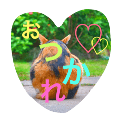 [LINEスタンプ] みっぴ＆にゃーこ① 