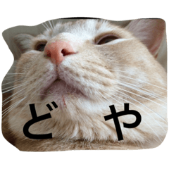 [LINEスタンプ] 三谷家の猫たち2 