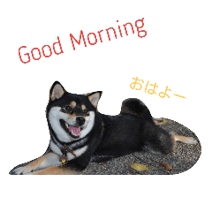 [LINEスタンプ] 黒柴♥親子 
