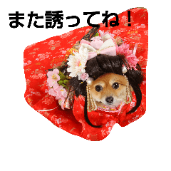 [LINEスタンプ] コスプレ ポメラニアンDuffy2