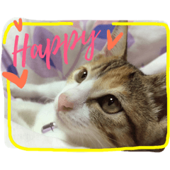 [LINEスタンプ] 三毛猫 ひめ ・仔猫編