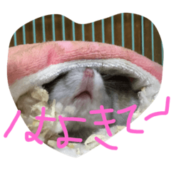 [LINEスタンプ] ハムスターのめんこちゃん