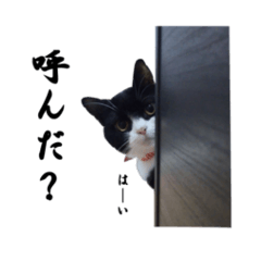 [LINEスタンプ] はちわれルーたん！