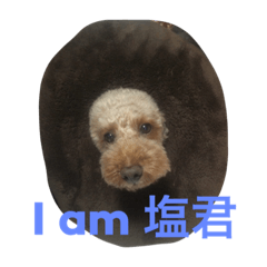 [LINEスタンプ] ねこ16