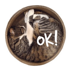 [LINEスタンプ] ぷーちゃんと愉快な仲間たち