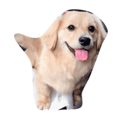 [LINEスタンプ] あさひまるのグダグダ