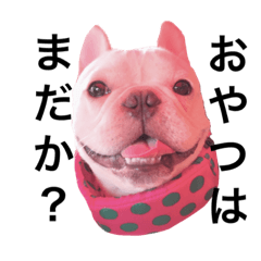 [LINEスタンプ] フレンチブルドッグのgoと申します。