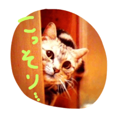 [LINEスタンプ] アメショー猫モモのぐーたらスタンプ