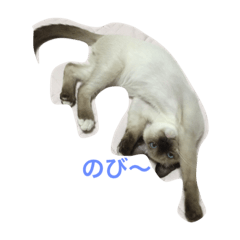 [LINEスタンプ] ニャンコの日常♥️
