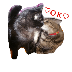 [LINEスタンプ] うちのネコちゃんず1