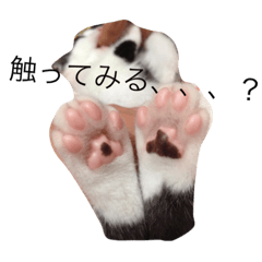 [LINEスタンプ] 猫のがーくんの日常